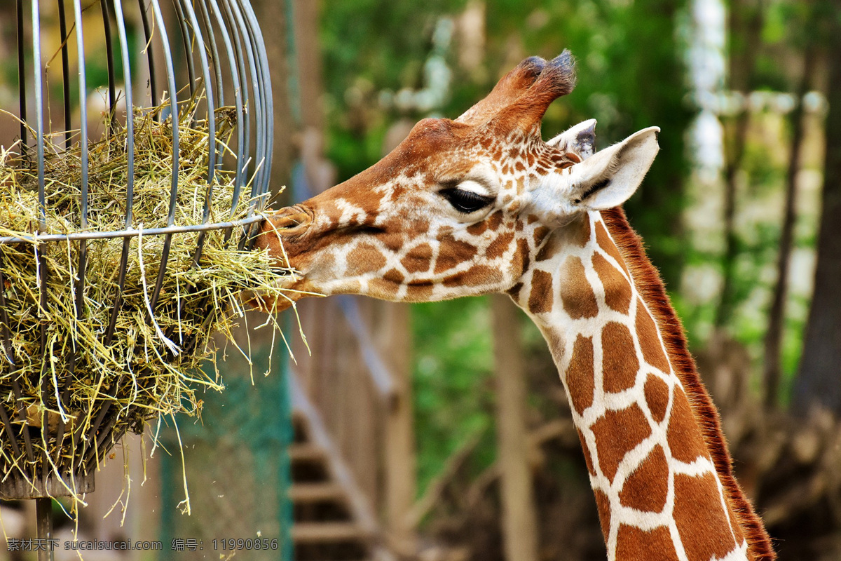 长颈鹿 麒麟鹿 长脖鹿 giraffe 野生动物