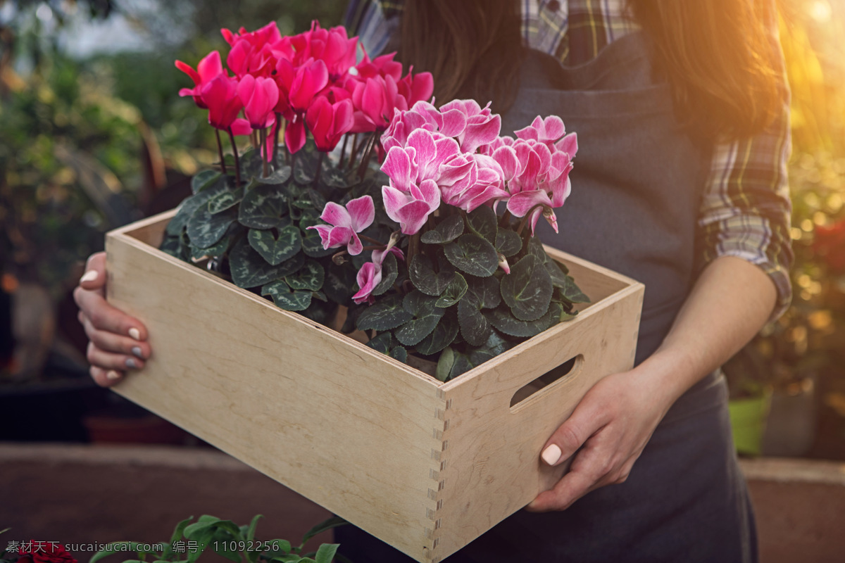 园丁 抱 盆花 抱着一盆花 花卉 花 花朵 木箱 木盒 木盆 粉色的花 鲜花 盆栽 盆景 室内花卉 植物学 绿植 紫色的花 园艺 植物 生物世界 花草