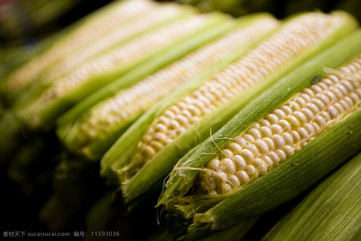 排放 整齐 玉米棒 玉米 金色玉米 成熟 许多玉米 玉米皮 玉米穗 农作物 农产品 丰收 食物 原材料 特写 高清图片 蔬菜图片 餐饮美食