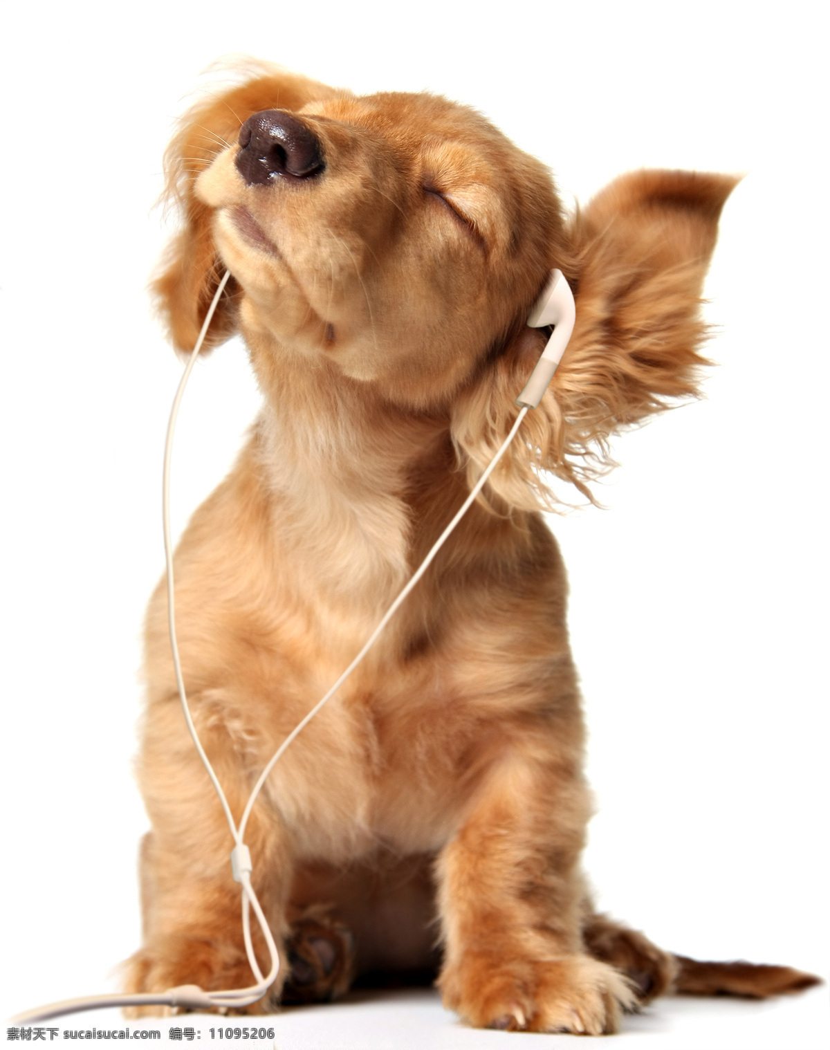 戴耳机的狗狗设计图__卡通设计_广告设计_设计图库_昵图网nipic.com