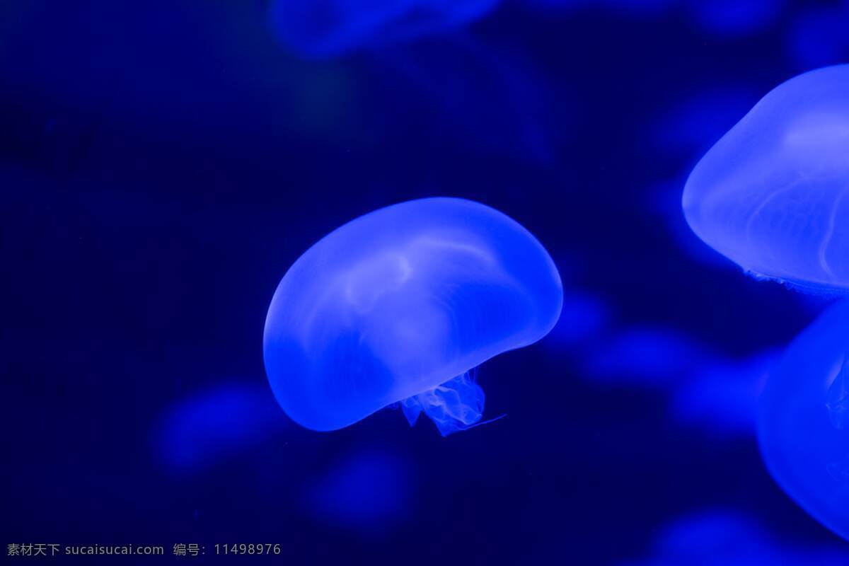 蓝色生物 蓝色 透明 海底 背景 壁纸 生物世界 海洋生物