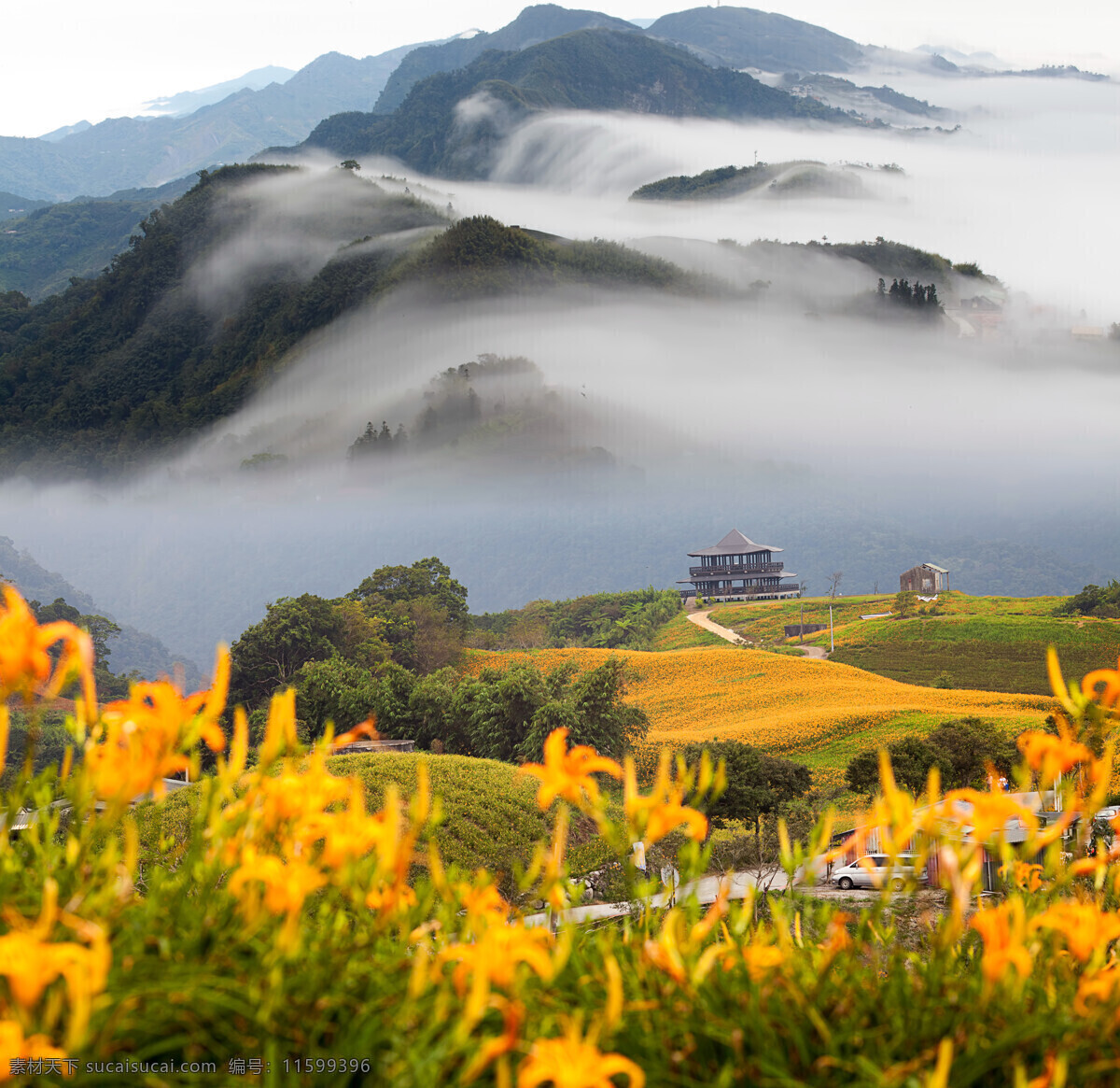 高山 上 雾气 山林 鲜花 花朵 黄色 植物 房子 山水风景 风景图片