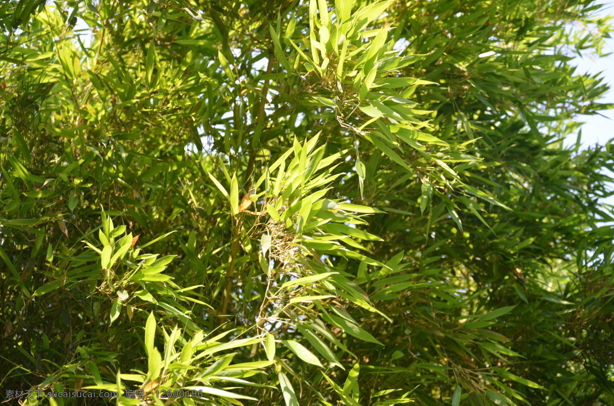 花草树木 花枝 黄绿色 绿色 生物世界 树木 树木树叶 人面竹 禾木科 竿劲直 叶片 狭长 披针形 全穗状 颖果 线状披针形 矢量图 日常生活