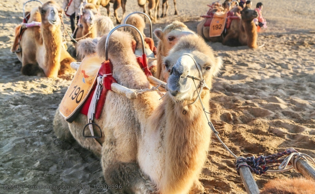 景区 里 骆驼 拍摄 旅游区 景区骆驼 骆驼科 骆驼头 动物摄影 陆地动物 生物世界 野生动物