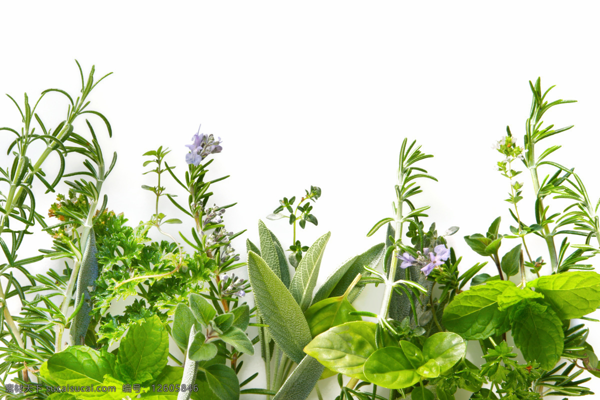 各种 绿叶 植物 绿色植物 盆景 花卉 花草树木 生物世界