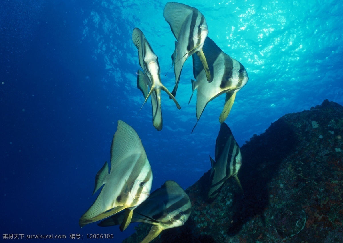 海洋生物 海底世界 海洋 海洋鱼类 礁石 生物世界 鱼 鱼类 洋生物 珊蝴礁石 珊蝴