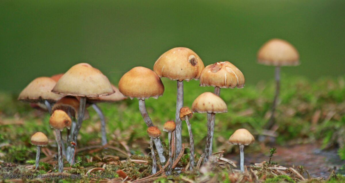 蘑菇 菌菇 野生菌 青草 野草 生物世界 花草