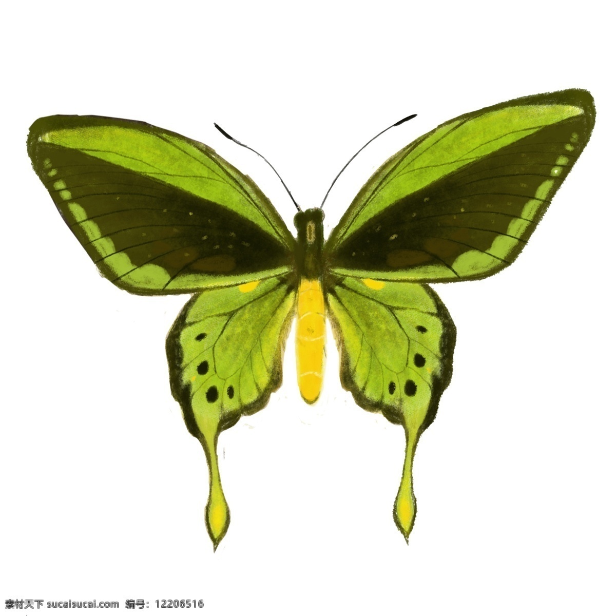 绿色蝴蝶 蝴蝶 简洁 手绘 优雅 昆虫 绿色