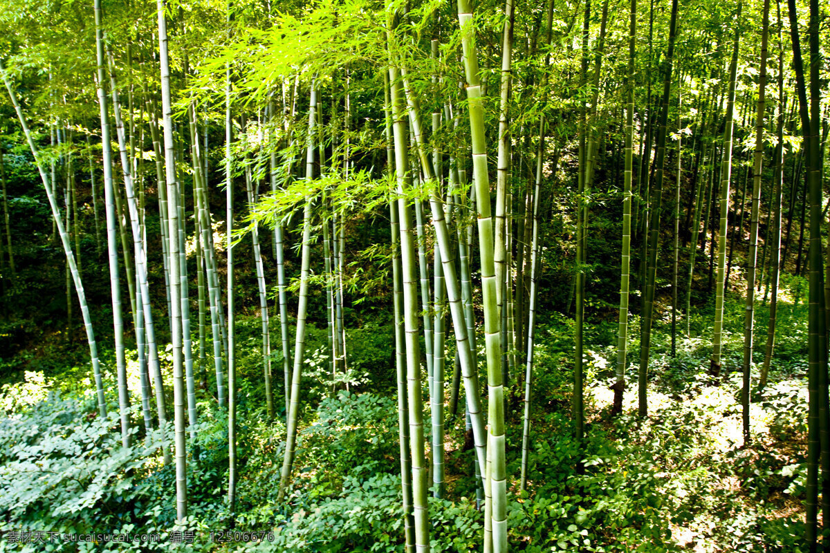 竹林 绿色 毛竹 生物世界 树木树叶 竹 竹海 竹节 天目山 矢量图 日常生活