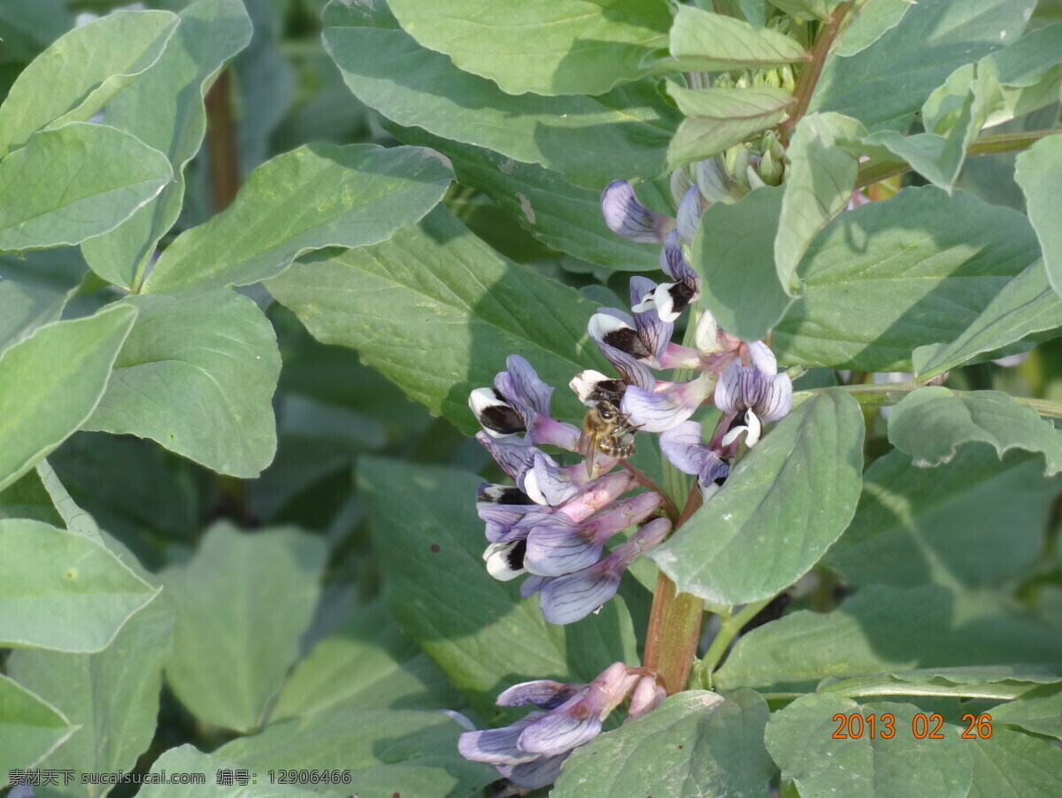 豌豆 花 蜜蜂 生物世界 蔬菜 紫色的花 豌豆花 采蜜 风景 生活 旅游餐饮