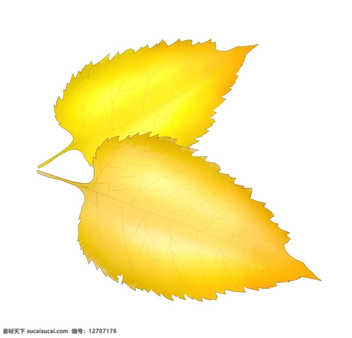 秋天 黄色 树叶 插图 两片树叶 黄色树叶 心形树叶 黄 金色 装饰图案 海报插画 广告插画 秋分