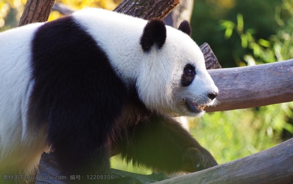 大熊猫 熊猫 ailuropoda melanoleuca 猫熊 竹熊 银狗 洞尕 杜洞尕 执夷 貊 猛豹 食铁兽 giant panda