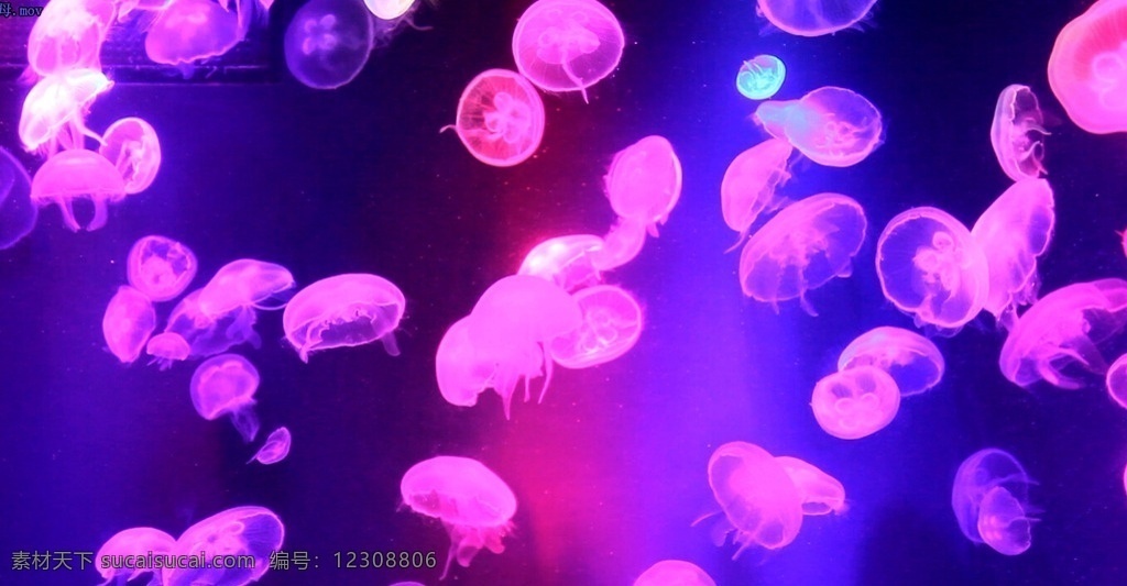 水母 游动 动物 深圳 海水 浮游 生物 海蜇 触手 无脊椎 五颜六色 霓虹灯 观赏 数量多 植物 实拍视频 多媒体 mov