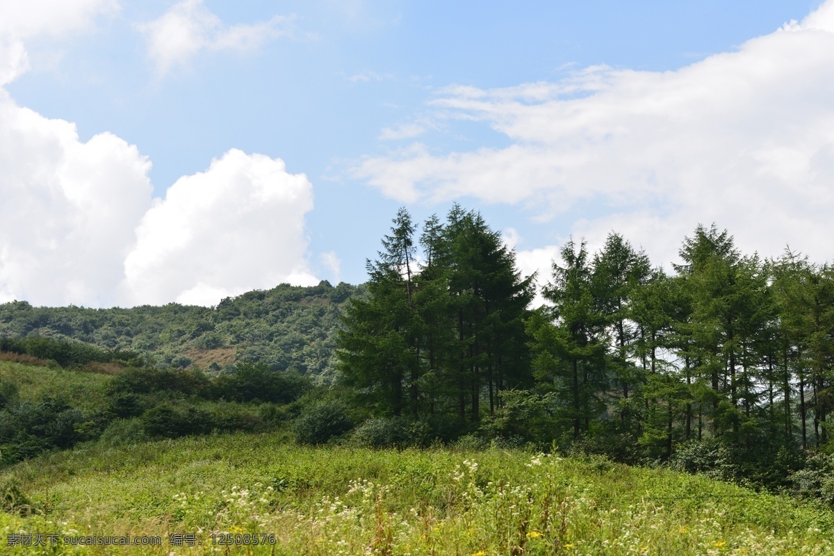 田野 风景 田园 山坡 树木 草原 自然景观 田园风光