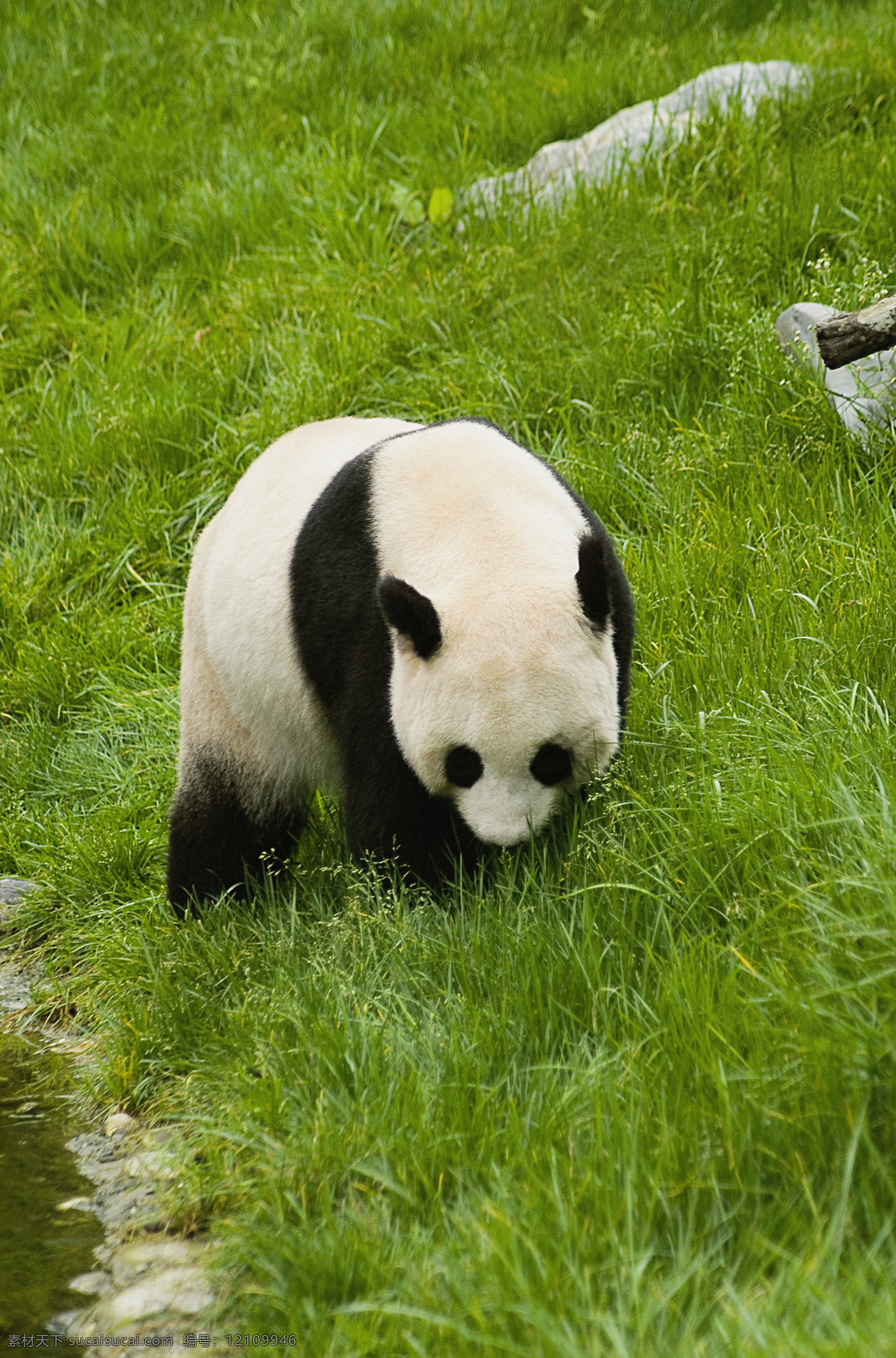 草地 上 行走 熊猫 高清图片 jpg图库 摄影图片 脯乳动物 保护动物 野生动物 生物世界 国宝 猫咪图片