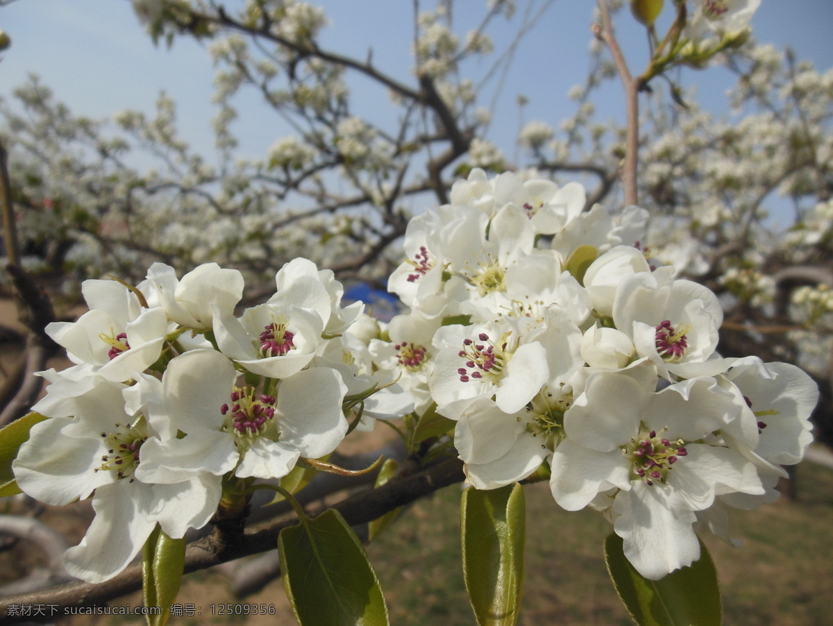 梨花 白色花 花朵 梨树 梨园 大花 生物世界 花草