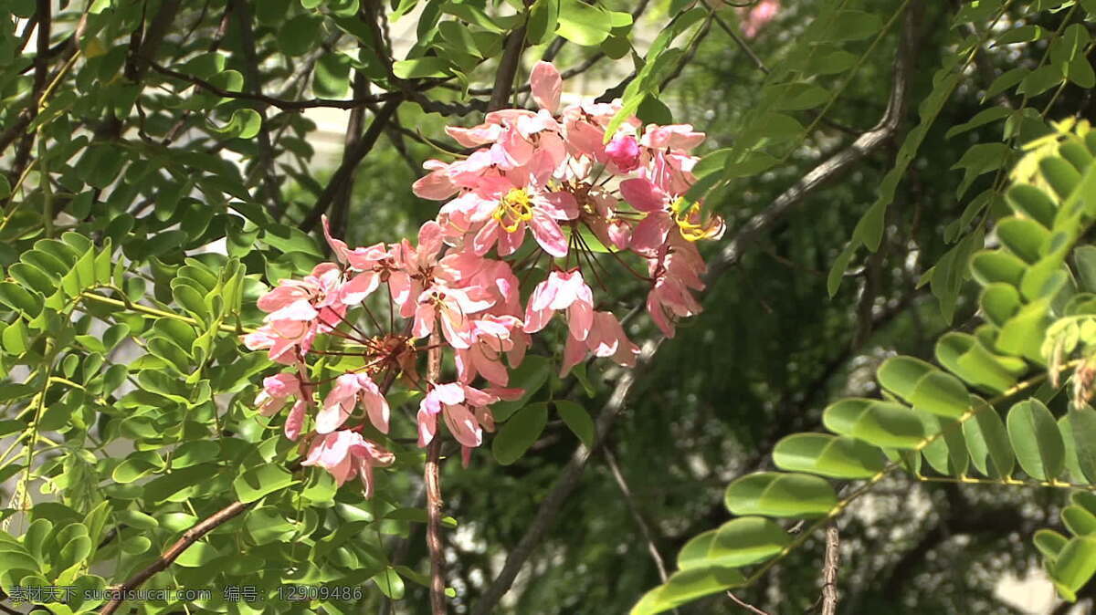 塔希提 粉 花 树 股票 录像