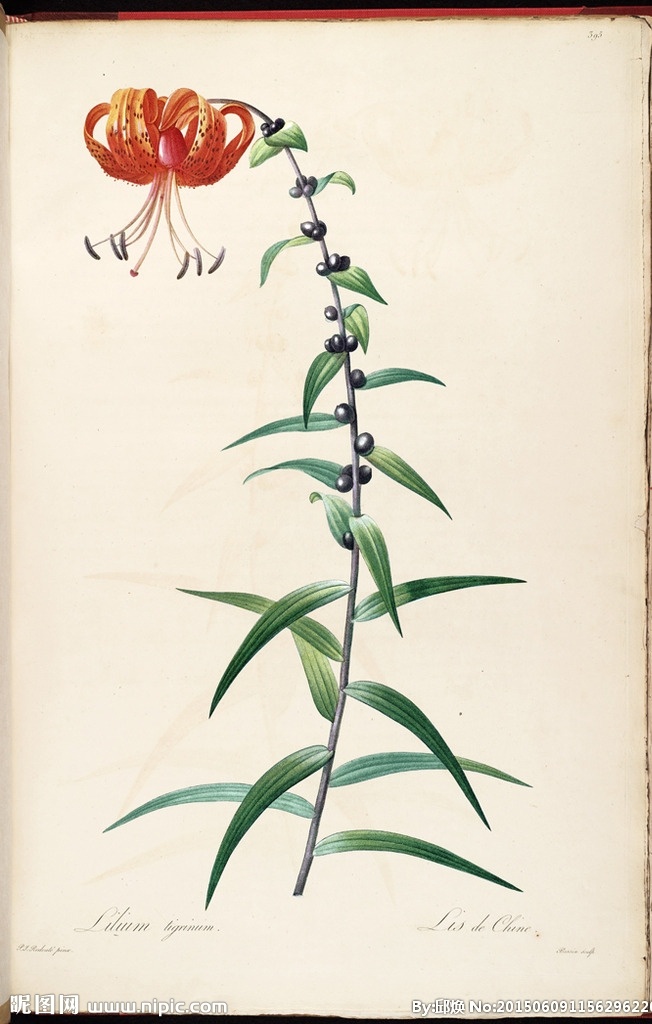 皮埃尔 约瑟夫 雷杜德 植物图 redoute choix des plus belles fleurs 手绘兰花 植物图谱 装饰画 无框画 手绘插画 花卉 蝴蝶 鲜花 手绘花纹 精美花纹 兰花贴图 简洁 移门设计 彩色花朵 手绘设计 手绘花朵 花纹素材 生物世界 花草