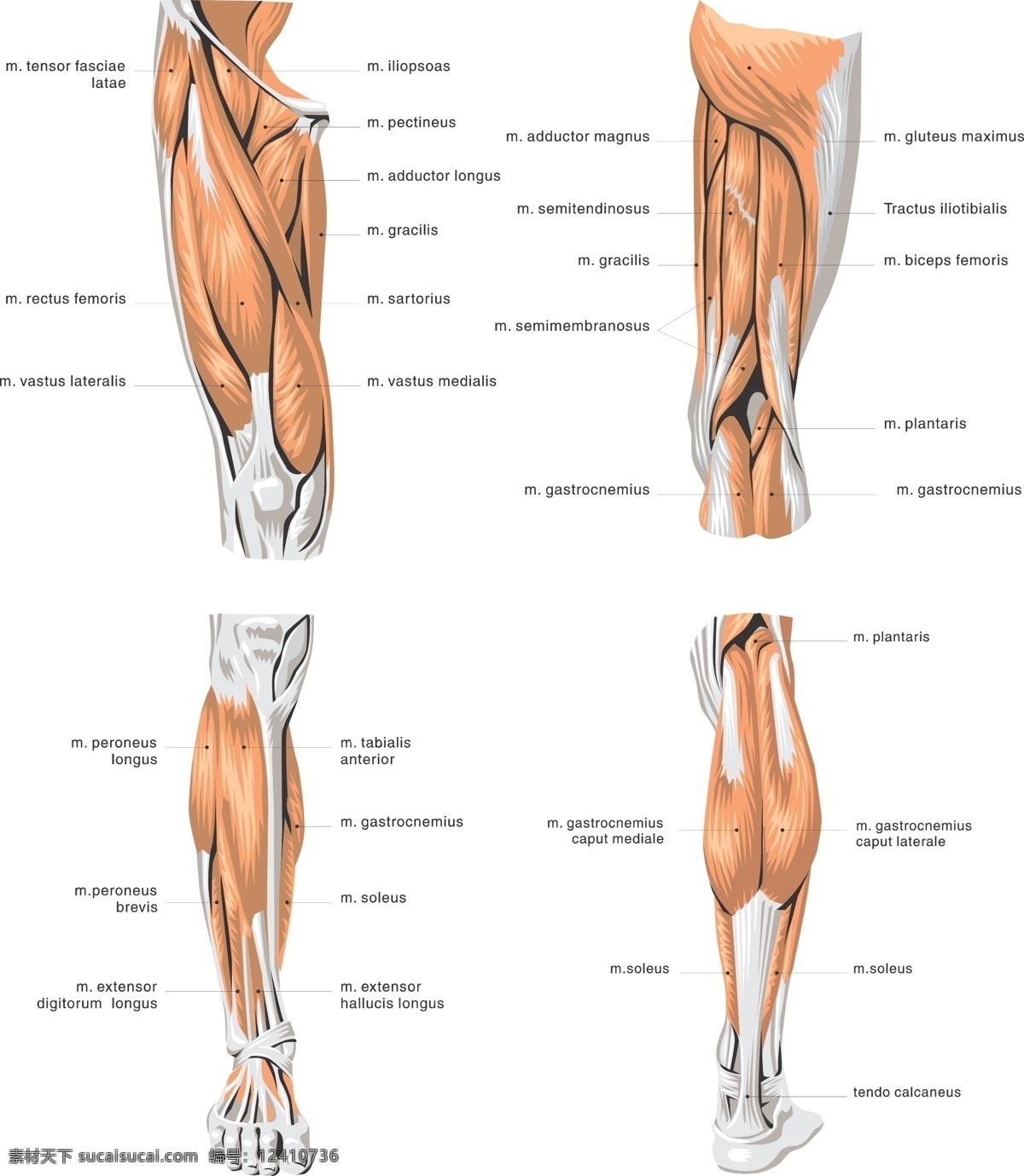 挂图 肌肉 人体 生活百科 医疗保健 医疗护理 人体肌肉 腿部肌肉 肌肉模型 肌肉组织 医用 图 人体组织 分布图 人体肌肉组织 医院挂图 矢量 海报 其他海报设计