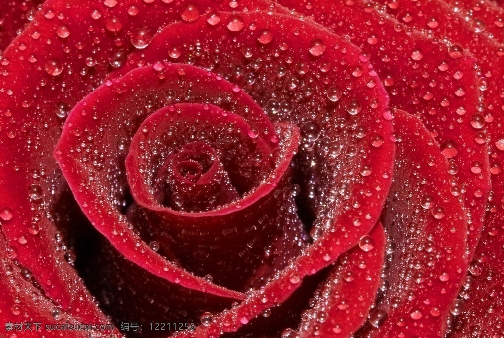 月季图片 月季 玫瑰 红玫瑰 欧月 花朵 鲜花 蔷薇 花 唯美背景 浪漫背景 小清新 节日花朵 露 生物世界 花草