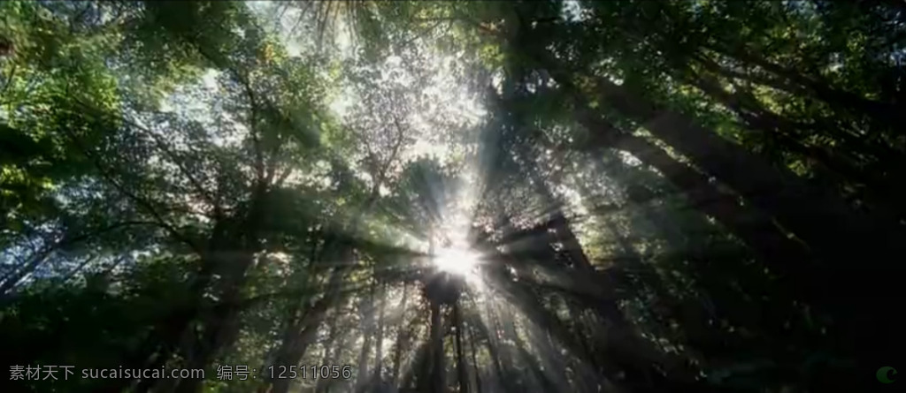 斑驳 树影 特写 高清 实拍 视频 森林