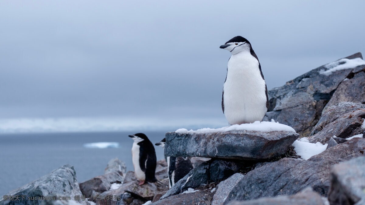 南极企鹅高清 南极企鹅 可爱企鹅 南极 雪地 冰雪 可爱 萌萌哒 企鹅 南极动物 保护动物 生物世界 图片大全 高清图片下载 鸟类