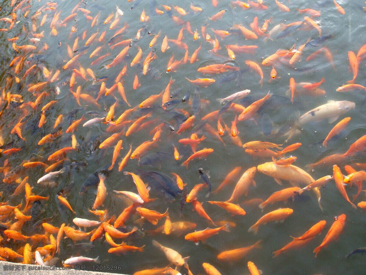 苏州 留园 红金鱼 生物世界 鱼类 苏州留园