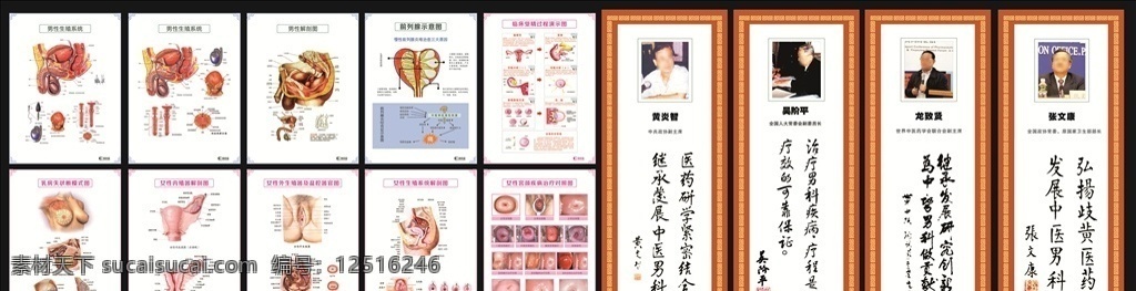 医院 男女 生殖 解剖 图 生殖系统 男性解剖图 前列腺示意图 临床爱精示图 女性内殖器 广告 库