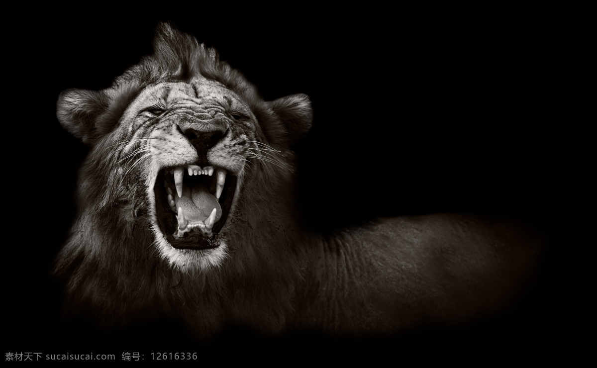 非洲雄狮 雄狮 狮子 狮子大开口 咆哮的狮子 怒吼的狮子 咆哮 怒吼 动物 野生动物 生物世界