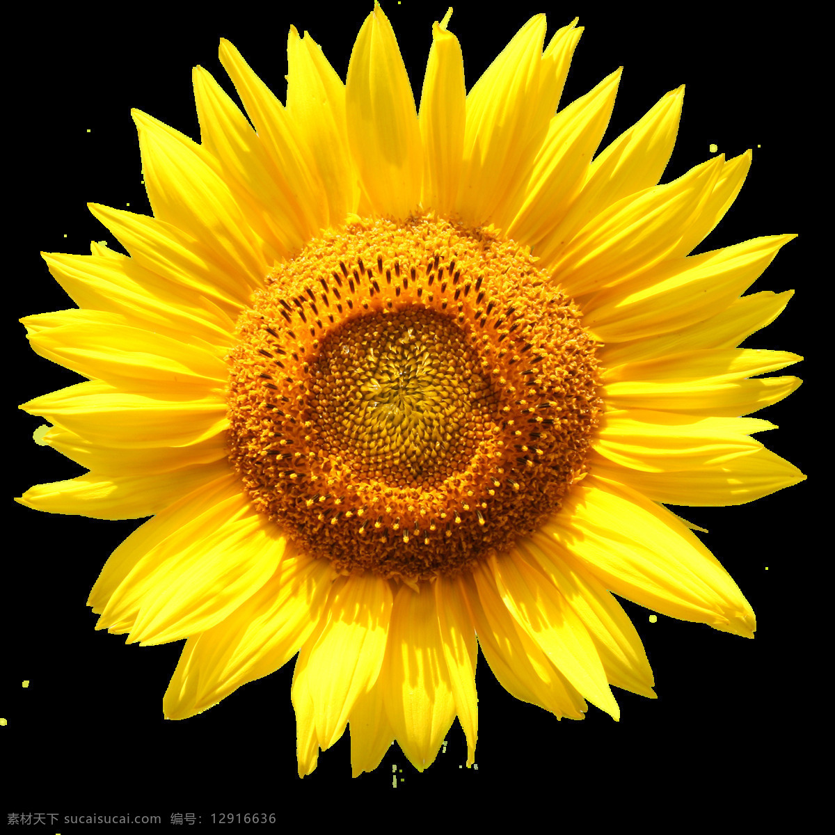 黄色 太阳花 向日葵 鲜花 免 扣 花朵 花朵元素 花束 花藤 黄色向日葵 角花 精美花朵 情人节 元素 手绘花 手捧花 鲜花元素 装饰