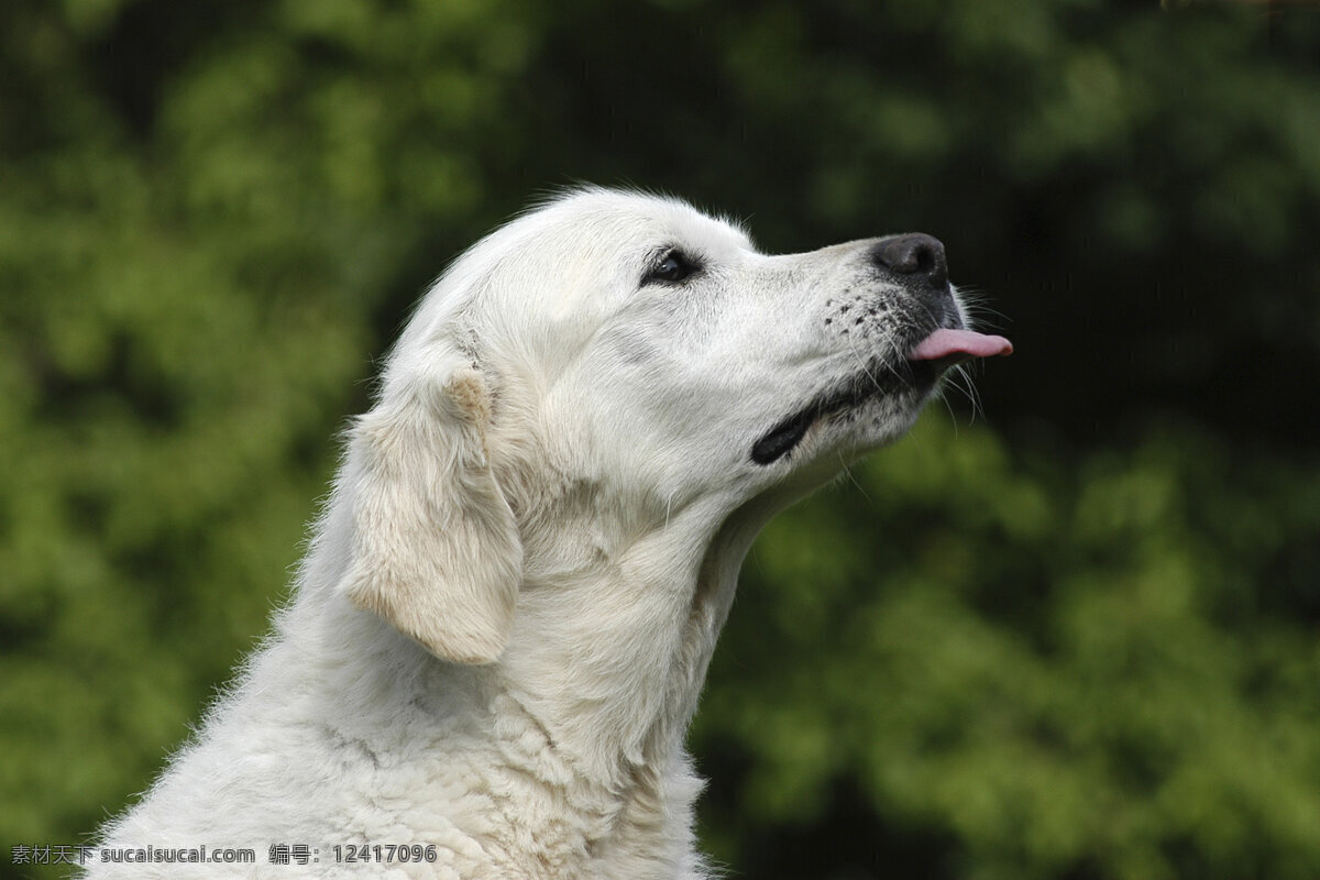 伸 舌头 白色 宠物狗 小狗 犬 小狗图片 名贵犬种 宠物狗图片 可爱 小狗图片大全 宠物 小动物 狗狗图片 生物世界