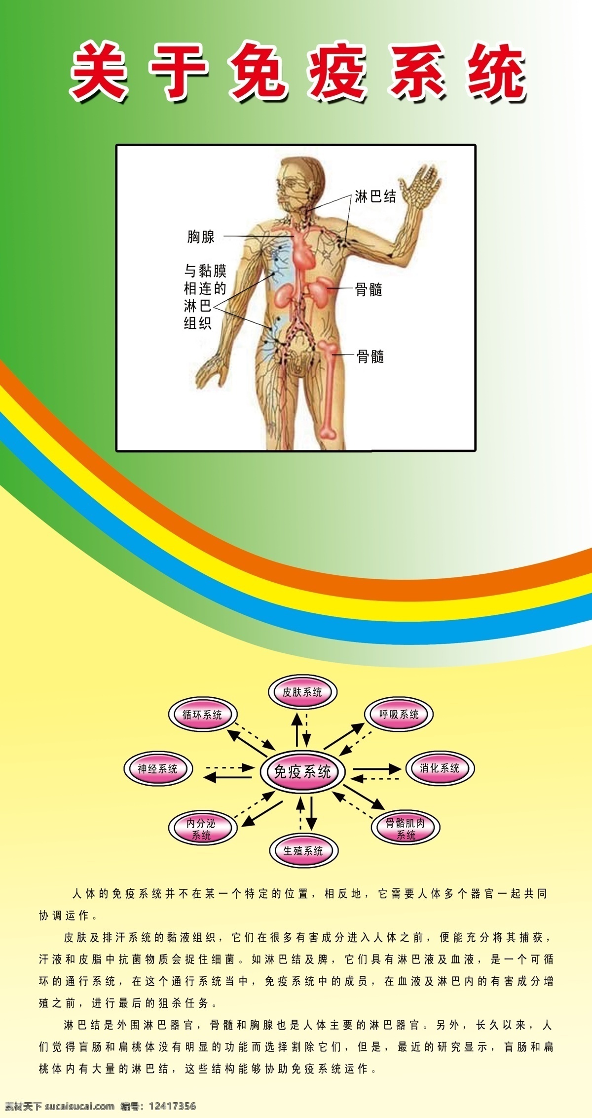 关于 免疫 系统 简介 人体图表 绿色背景 红黄蓝条 免疫系统分类 粉色椭圆 箭头 白色