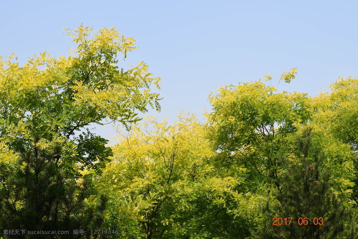 蓝天 槐树 黄叶槐 园林 植物 摄影作品 建筑园林