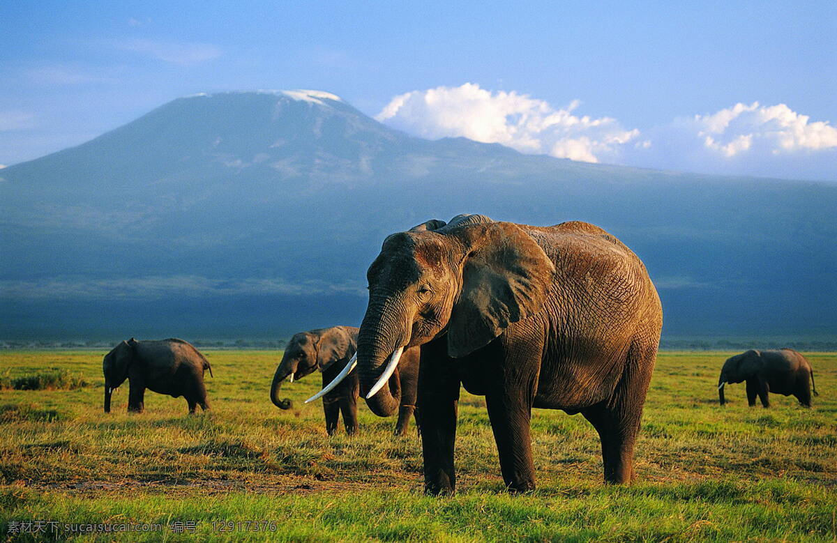 非洲象群 大象 象 象王 非洲 非洲象 象群 象牙 野生动物 保护动物 濒危动物 象鼻 长鼻 原野 野外 草原 草地 动物 生物世界
