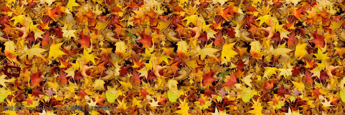 秋季 落叶 层层 金色 自然景观 风景 生活 旅游餐饮