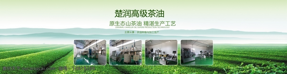 茶油生产海报 茶油 茶田 生产 绿色 海报