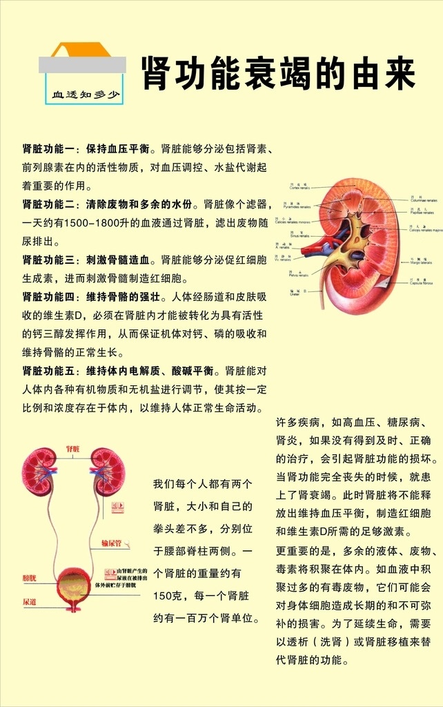 肾功能海报 肾功能衰竭 血透知多少 肾脏的功能 肾脏图片 海报