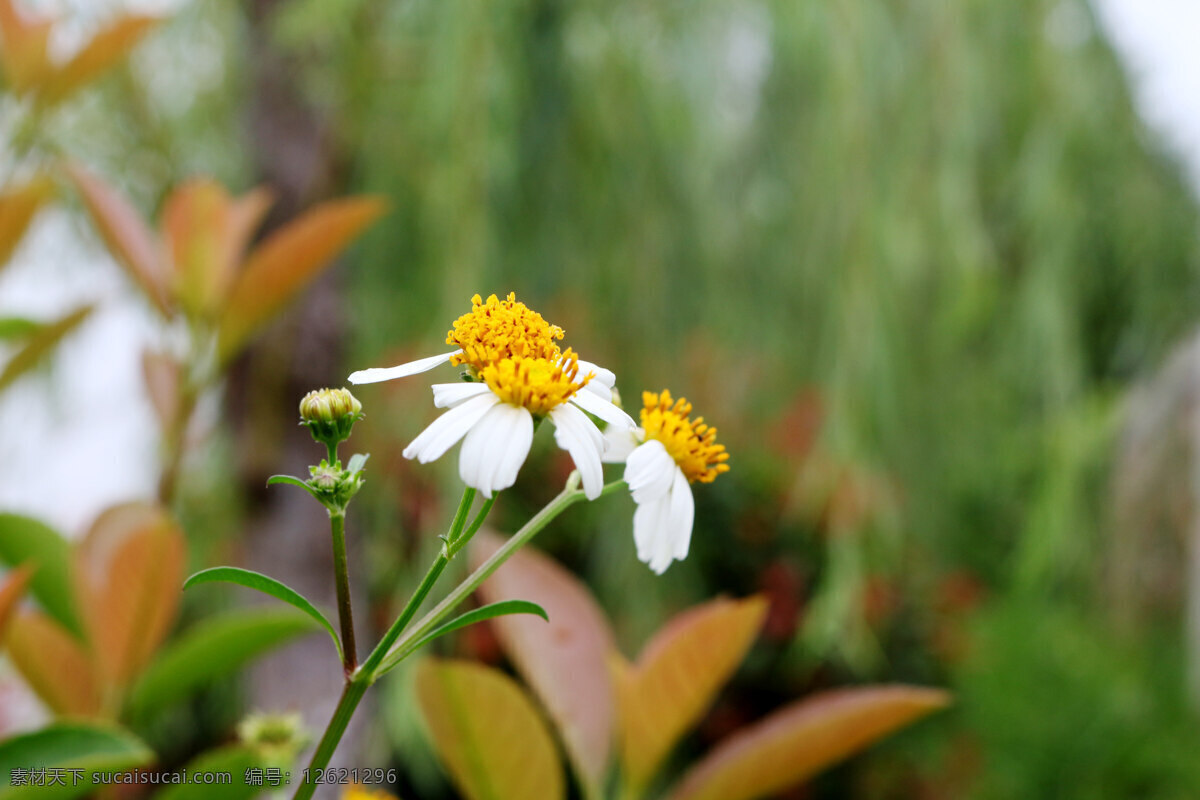 白色的花朵 小野花 公园的花朵 白色的花 自然摄影 漂亮的小花朵