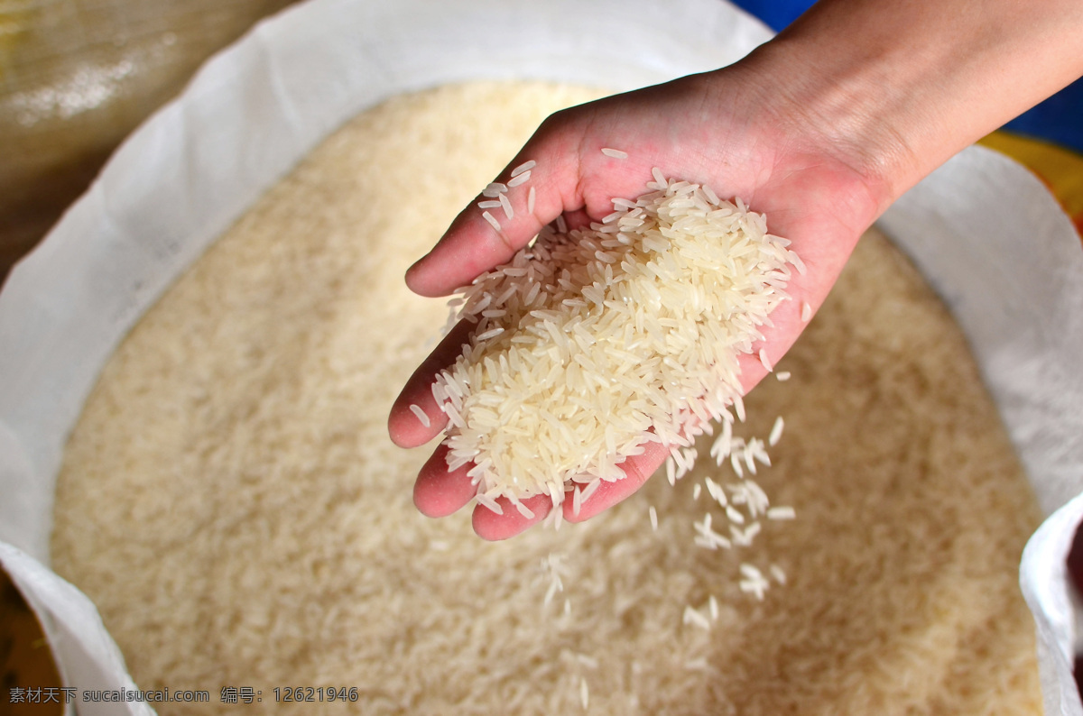 手上 大米 粮食 稻米 白米 食材原料 美食图片 餐饮美食