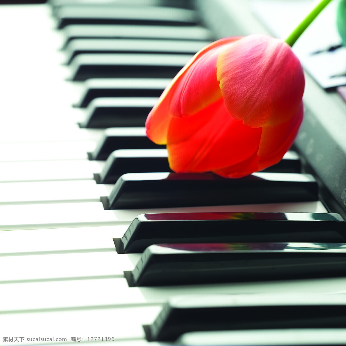 钢琴 上 郁金香 特写 音乐艺术 音乐 乐器 琴键 鲜花 花朵 静物 局部 摄影图片 高清图片 影音娱乐 生活百科