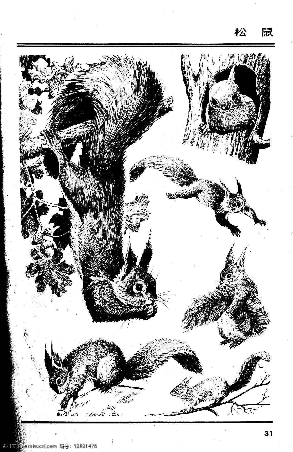 画兽谱31 松鼠 百兽 兽 家禽 猛兽 动物 白描 线描 绘画 美术 禽兽 野生动物 画兽谱 生物世界 设计图库