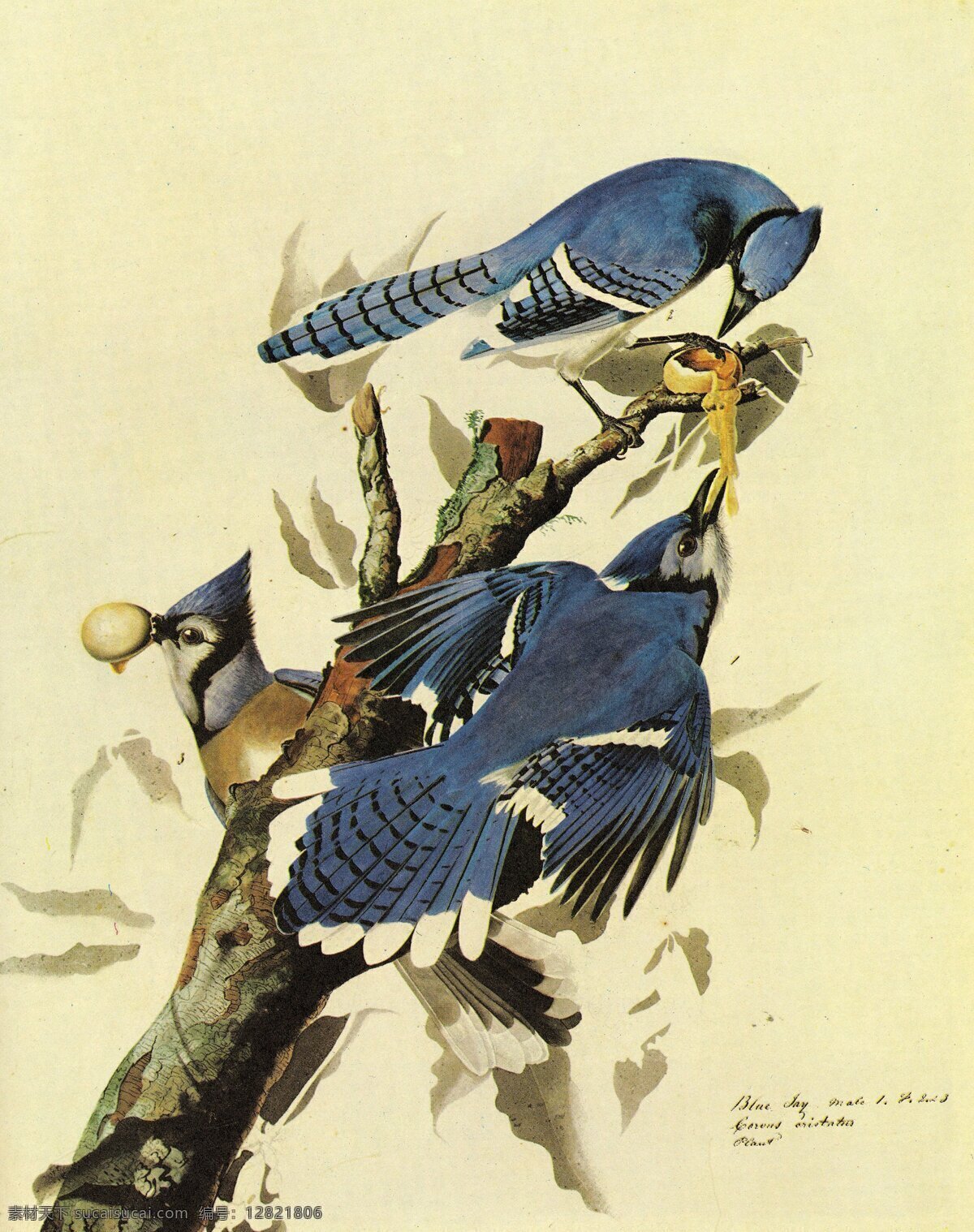 画册 海报 宣传单 名画 鸟类圣经 国外水彩 古典名画 奥杜邦 鸟类图谱 文化艺术 绘画书法