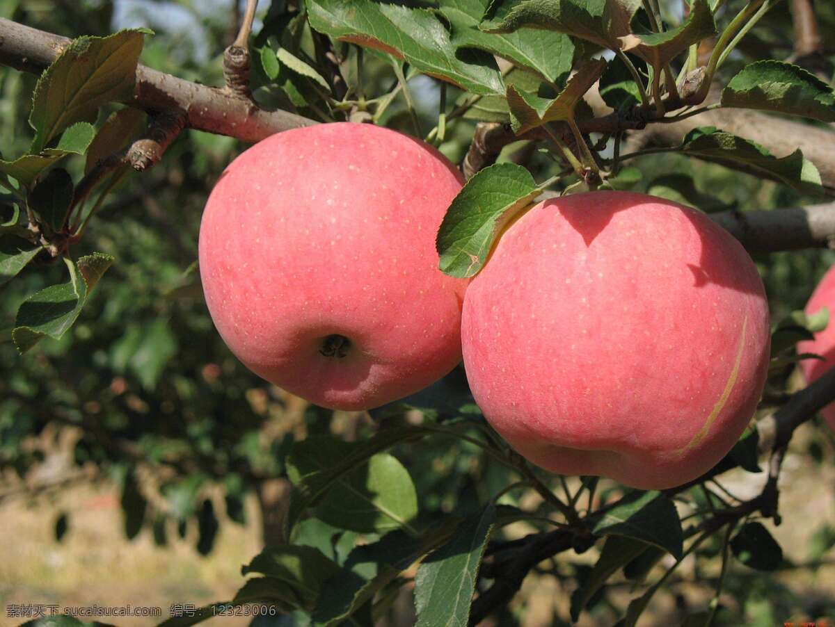 苹果树 苹果特写 红苹果红富士 果实累累 苹果园 苹果种植 果园苹果 收获 烟台苹果 栖霞苹果 树上的苹果 红富士苹果 苹果采摘园 苹果种植园 苹果林 生物世界 水果