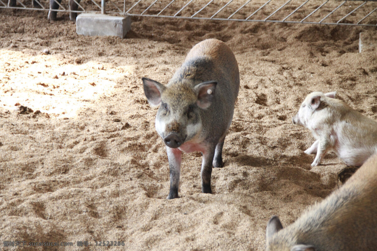 杜洛克猪 猪 猪圈 杜洛克 养殖猪 中年猪 家禽家畜 生物世界