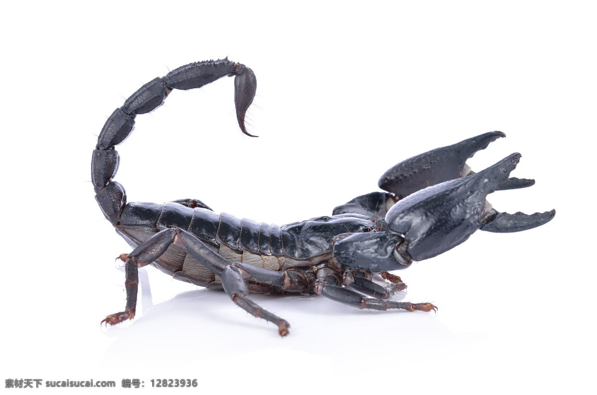 蝎子 毒蝎 野生 沙漠蝎子 生物世界 昆虫 进攻 攻击 突袭 袭击 黑色蝎子 动物特写 动物写真 野生动物