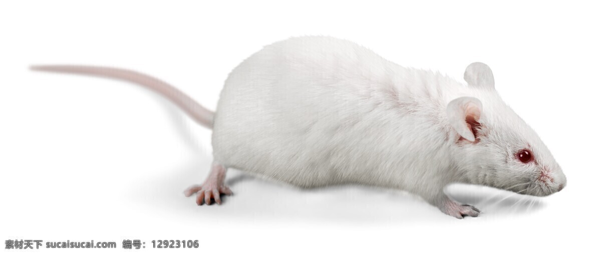 唯美 动物 野生 老鼠 鼠 小白鼠 生物世界 其他生物