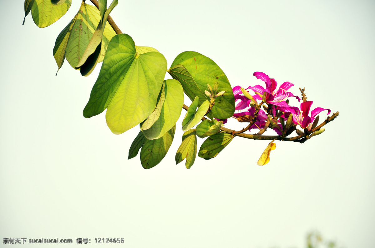 紫金花 植物 花 春光 特写 花草 生物世界