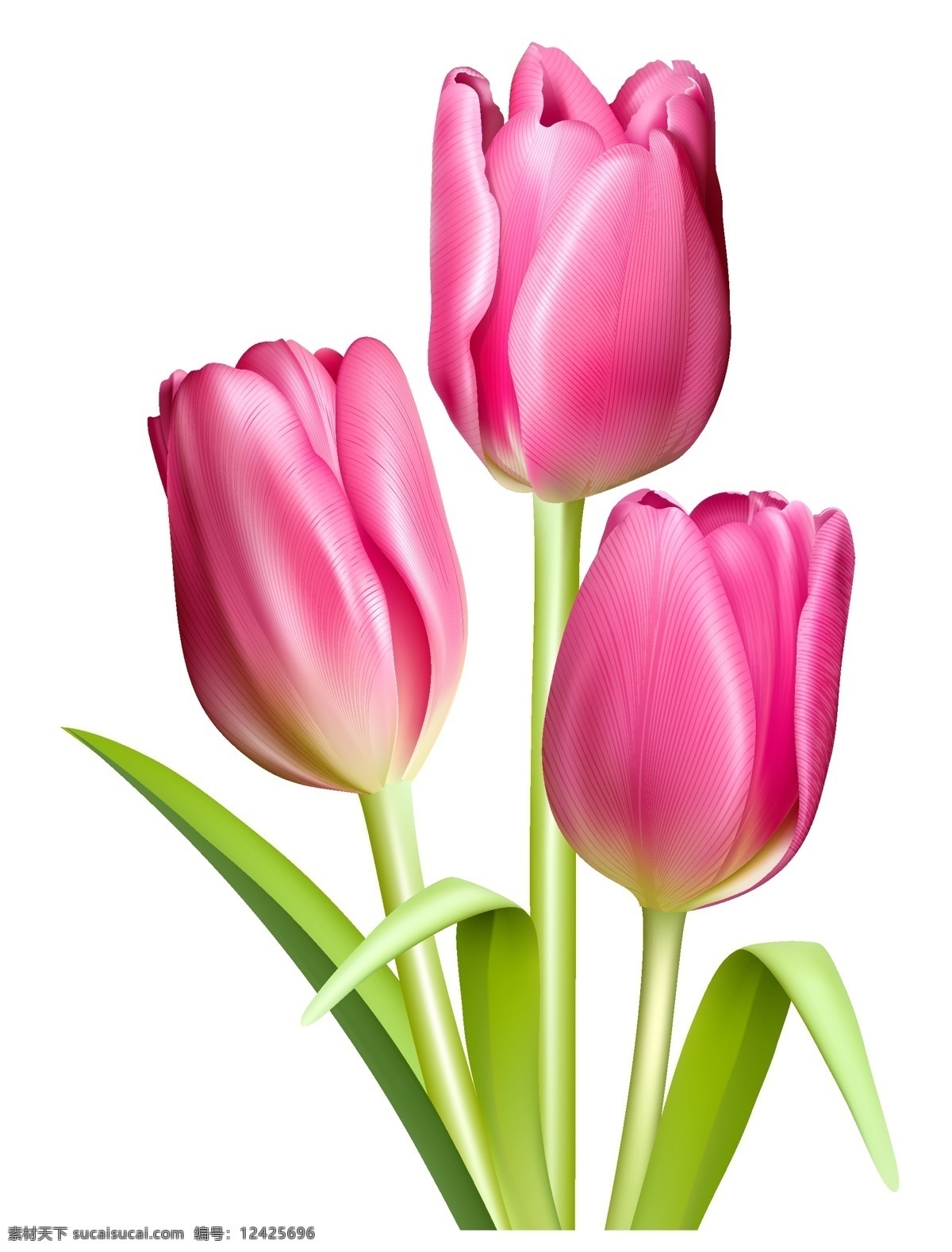 花束 花朵 郁金香背景 花背景 郁金香素材 母亲节素材