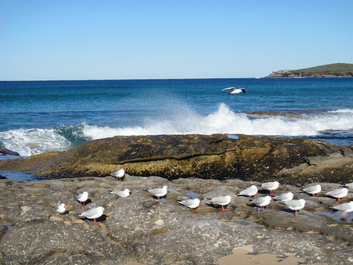 大海 岛屿 海岸线 海边 海边风景 海浪 海鸥 海水 鸥 浪花 海鸥浪花 玛儒巴海滩 悉尼 礁石 沙滩 蓝天 自然 自然风景 旅游摄影 玛 儒 巴 海滩 自然景观 psd源文件