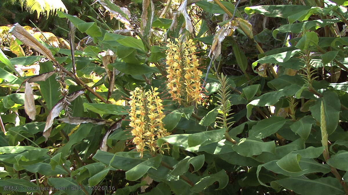 夏威夷 kahili 姜 股票 视频 花 花卉 黄色 绿色 热带雨林 植物 自然 异国 风情 热带 叶大